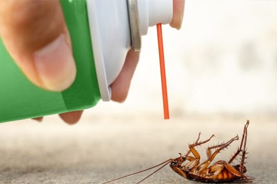 cockroach control services