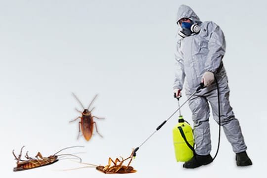cockroach control services in dubai