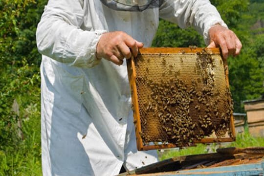 bee control
