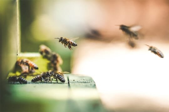 bee control services