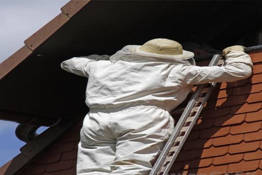 bee control services in dubai