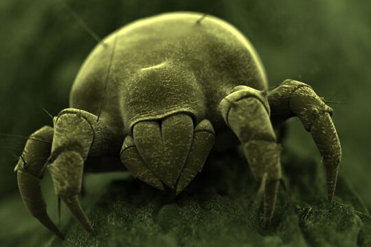 mite control services in dubai