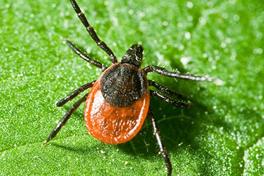 mite control services in UAE