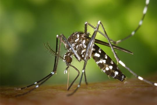 Mosquito Control