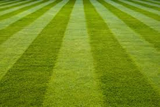 Professional Lawn Care