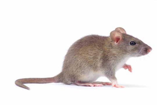 rodent control