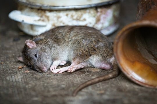 rodent control services in UAE