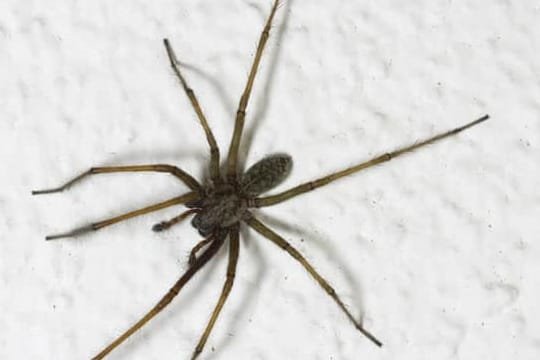 spider-control