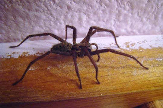 spider control services