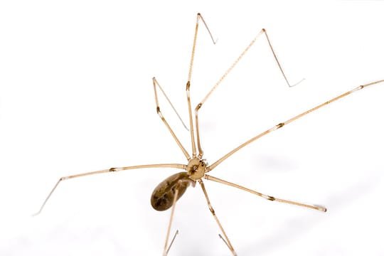 spider control services in dubai