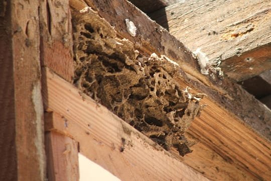 termite control services in dubai