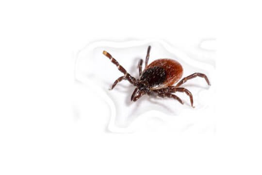 ticks-control