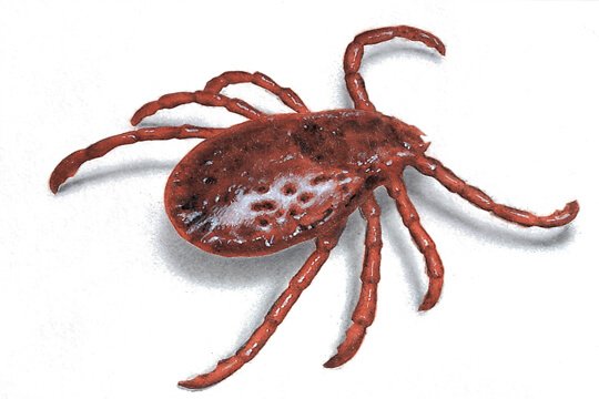 ticks control services