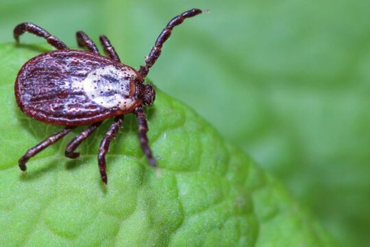 ticks control services in UAE