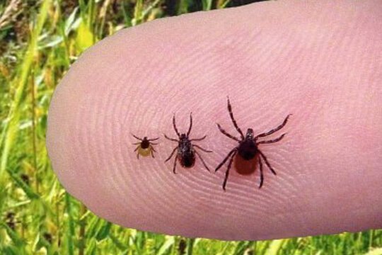 ticks control services in dubai