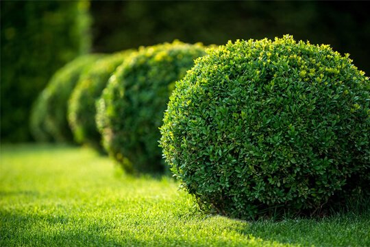 tree-and-scrub-care