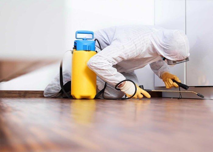 Get Best Pest Control Service in Abu Dhabi