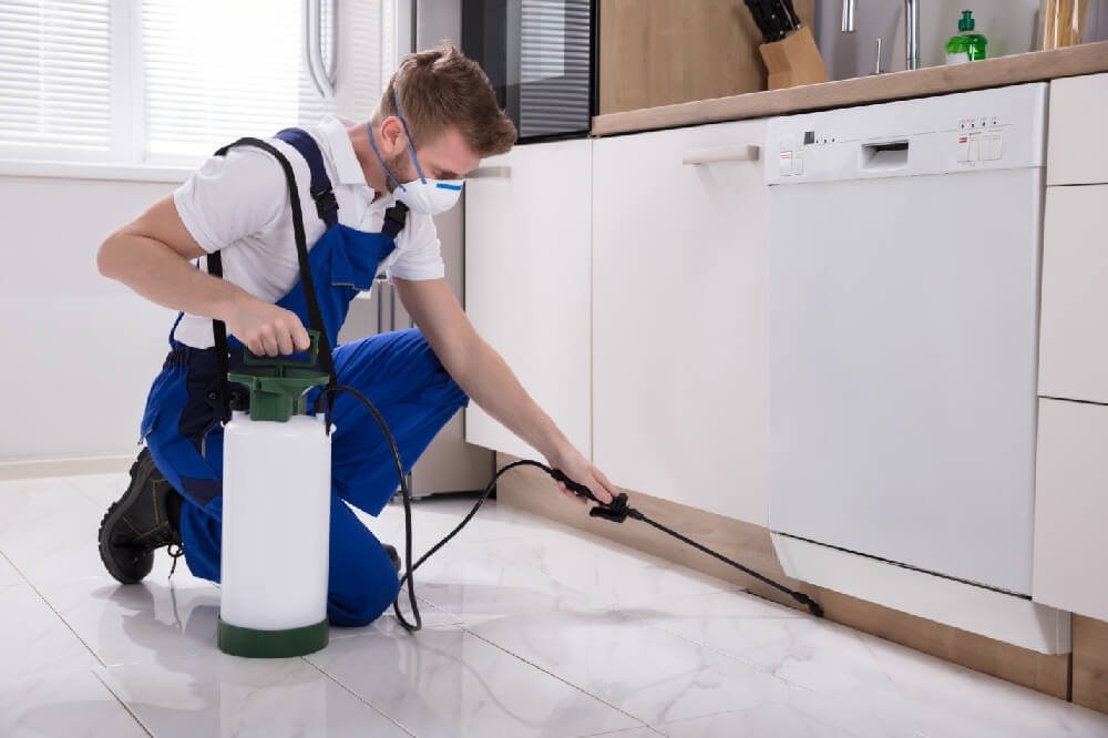 Pest Control Dubai Cockroach, Fumigation Services Dubai-Eagles Trends