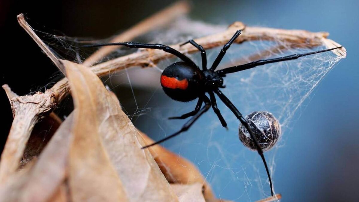 Common House Spiders in Dubai, Abu Dhabi 2022