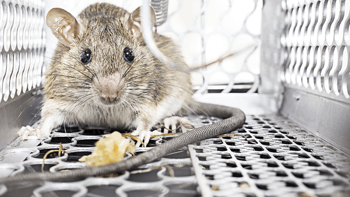Best Methods For Rodent Control Services in Abu Dhabi 2022